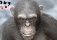 Makingof 3d realistic Chimp In Zbrush