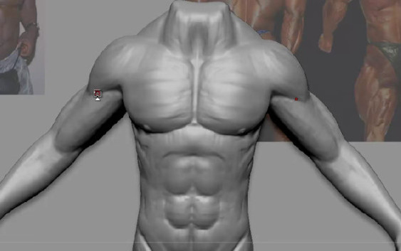 modeling musceles in zbrush