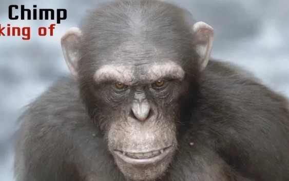 3dchimp